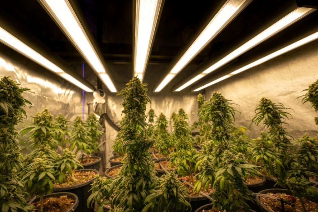 crystalweed-cannabis-alN0L6LHlt0-unsplash