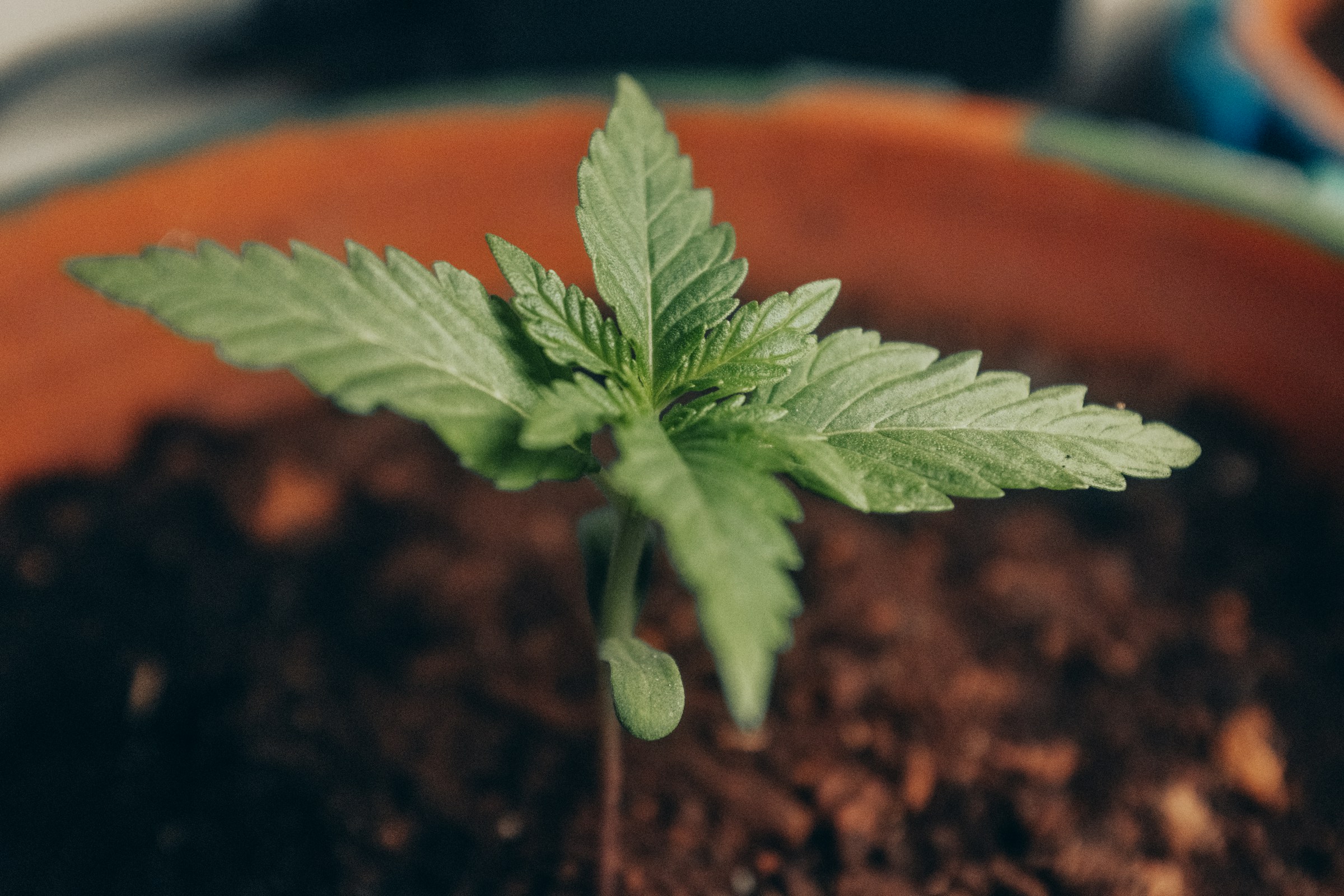Umtopfen & Wachstumsphase beim Cannabis-Anbau: So entwickelst du eine starke Pflanze